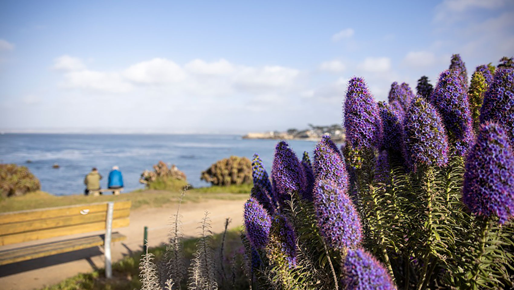 overlooking monterey coast with a close up of wildflowers