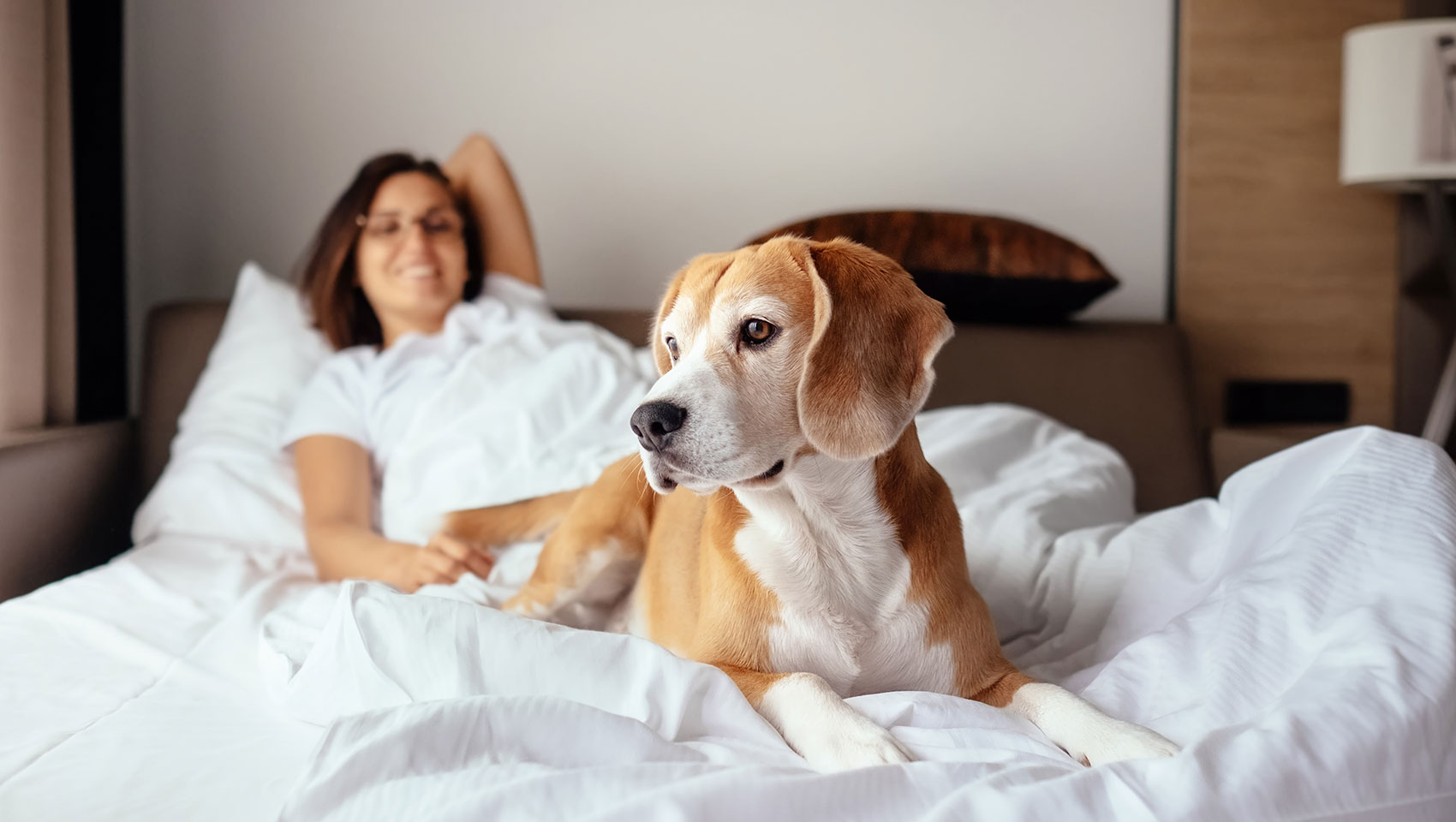 cocker spaniel dog on hotel bed