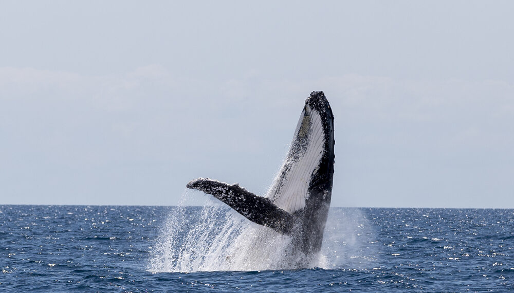 Humpback Whale Breaching