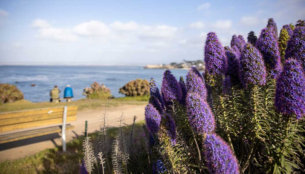 flowers with ocean background