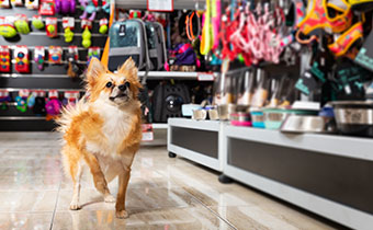 dog at pet shop
